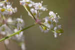 Stiff cowbane